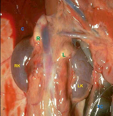 Internal organs
